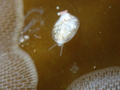 Calyptraeidae