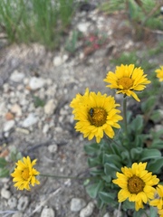 Erigeron aureus