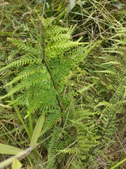 Pityrogramma calomelanos