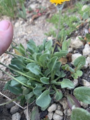 Erigeron aureus