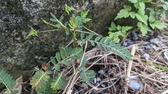 Phyllanthus urinaria hookeri