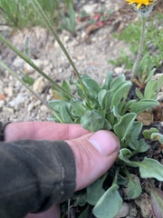 Erigeron aureus