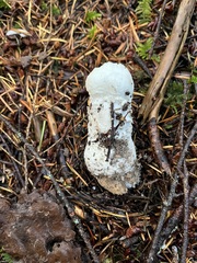 Amanita smithiana
