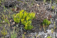 Serruria rubricaulis