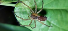 Lycosidae