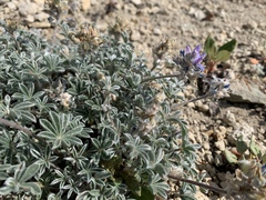 Lupinus lepidus