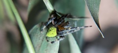 Eriophora