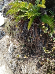 Silene scouleri scouleri