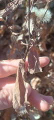 Eurybia furcata