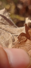 Eurybia furcata