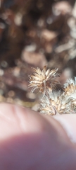 Eurybia furcata