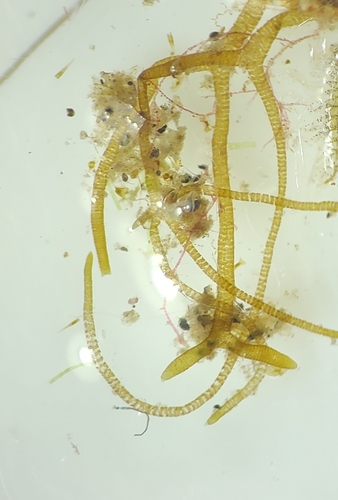 Canistrocarpus cervicornis observed 2022-11-10