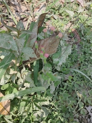 Cyanthillium cinereum