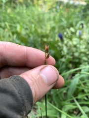 Juncus drummondii