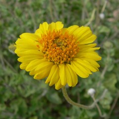Encelia virginensis
