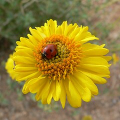 Encelia virginensis