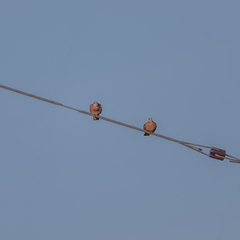 Streptopelia tranquebarica humilis