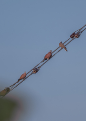 Streptopelia tranquebarica humilis