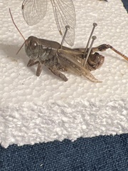 Melanoplus ponderosus