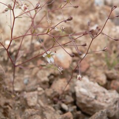 Nemacladus orientalis