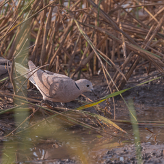 Streptopelia tranquebarica humilis