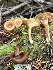 Pseudoarmillariella ectypoides