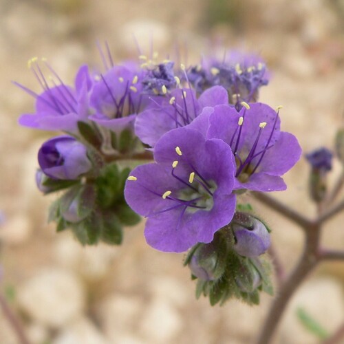 Cleftleaf wildheliotrope (Phacelia crenulata)