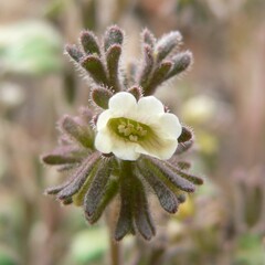 Phacelia rotundifolia