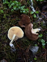 Suillus brevipes