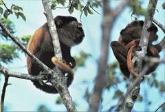 Alouatta