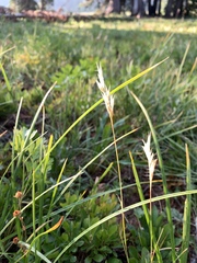 Danthonia intermedia