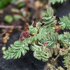 Acaena magellanica