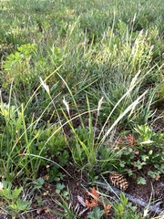 Danthonia intermedia