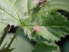 Anyphaena