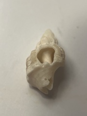 Buccinoidea