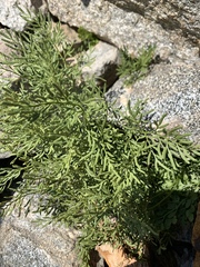 Cryptogramma cascadensis