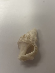 Buccinoidea