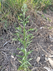 Erigeron bonariensis