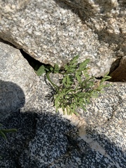Cryptogramma cascadensis