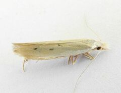 Isophrictis trimaculella