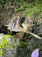 Incilius melanochlorus