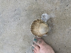 Argopecten irradians