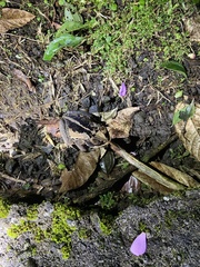 Incilius melanochlorus