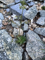 Micranthes ferruginea