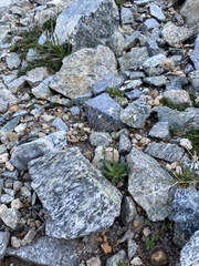 Micranthes ferruginea