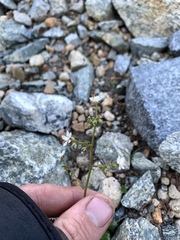 Micranthes ferruginea