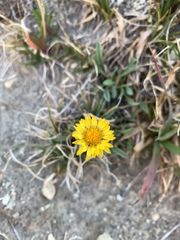 Erigeron aureus