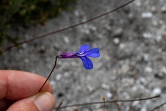 Lobelia chamaepitys