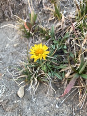 Erigeron aureus