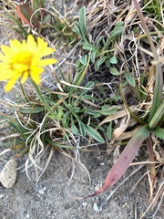Erigeron aureus